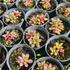 Anacampseros telephiastrum variegata ‘Sunrise’