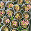 Anacampseros telephiastrum variegata ‘Sunrise’