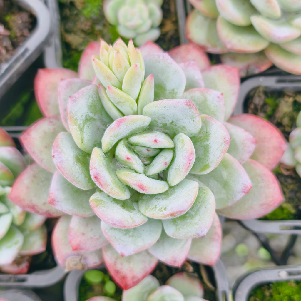 Echeveria Snowy Night