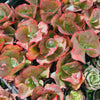 Echeveria 'Etna'