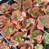 Echeveria 'Etna'
