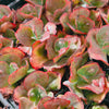Echeveria 'Etna'