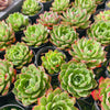 Echeveria obsidian