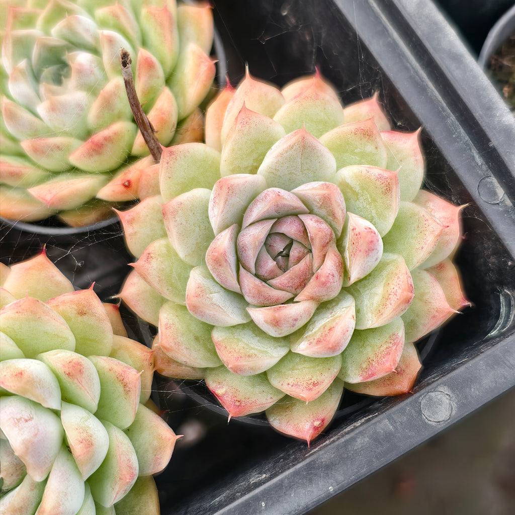 Echeveria 'Peach Queen' - Korea Form