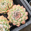 Echeveria 'Peach Queen' - Korea Form
