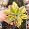 Graptoveria 'Fred Ives Variegata'