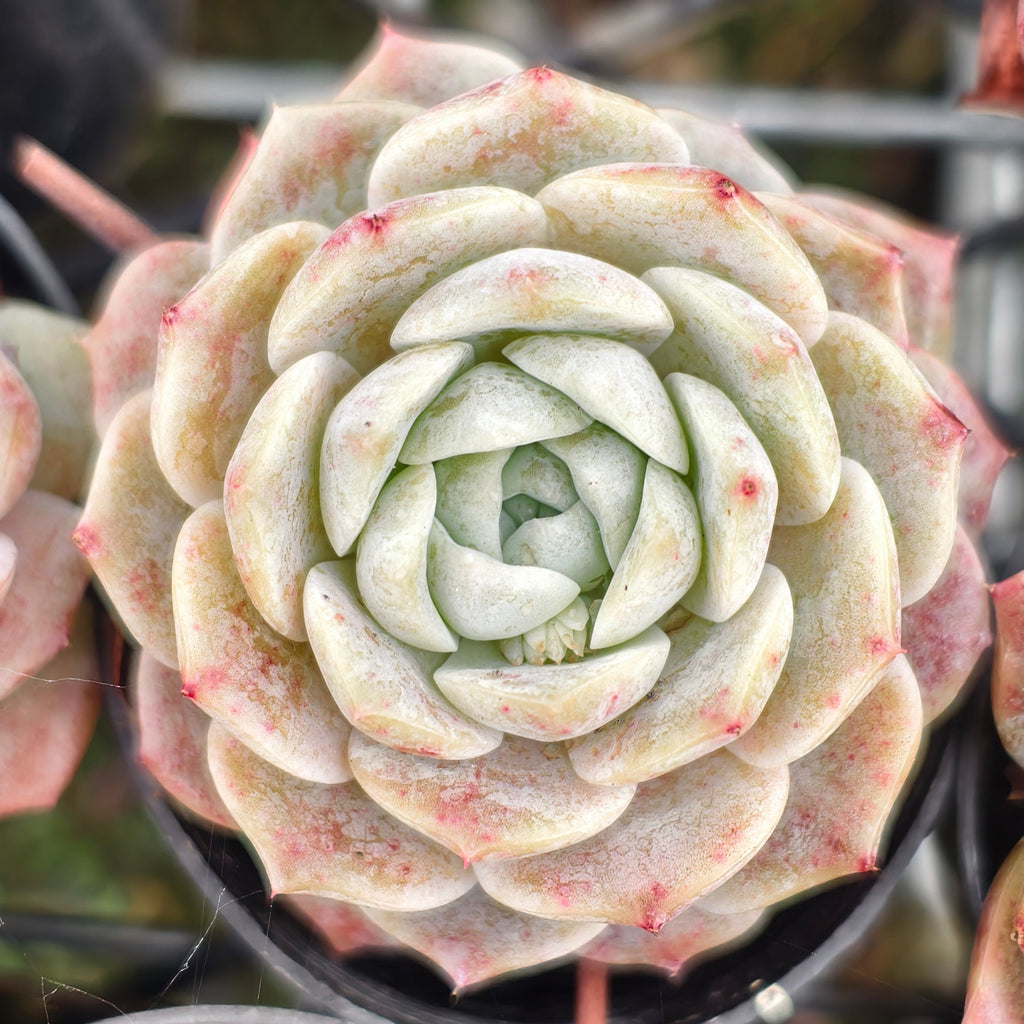 Echeveria 'Pure Love'