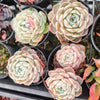 Echeveria 'Pure Love'