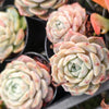 Echeveria 'Pure Love'