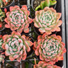 Echeveria 'Princess Alice'