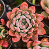 Echeveria 'Princess Alice'