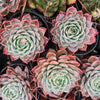 Echeveria elegans x Violet queen