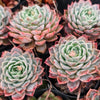 Echeveria elegans x Violet queen