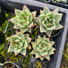 Echeveria agavoides 'Corderoyi'
