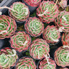 Echeveria 'Love Heart'