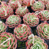 Echeveria 'Love Heart'