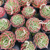 Echeveria 'Love Heart'