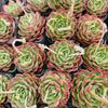Echeveria 'Love Heart'