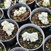 Crassula deceptor