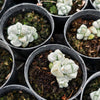 Crassula deceptor