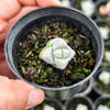 Crassula deceptor