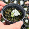Crassula deceptor
