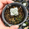 Crassula deceptor