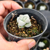 Crassula deceptor