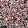 Sempervivum 'Silver Thaw'