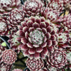 Sempervivum 'Silver Thaw'