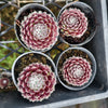 Sempervivum 'Silver Thaw'