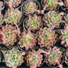 Echeveria 'Ruby Rose'