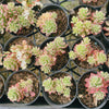Sedum Joyce Tulloch Variegated