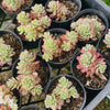 Sedum Joyce Tulloch Variegated