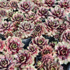 Sempervivum 'VJ10'