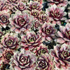 Sempervivum 'VJ10'