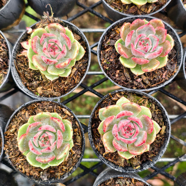 Echeveria 'Blue Enchantress' – LET LOVE GROW (Succulent & Cactus)