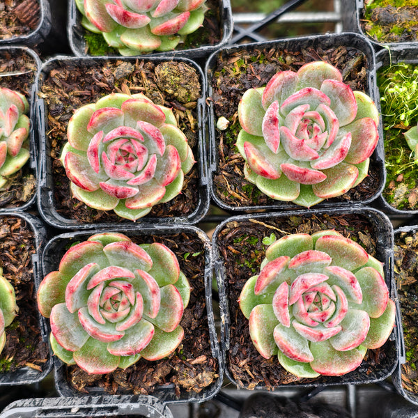 succulent plant enchantress carnivorous Echeveria 'Blue Enchantress' – LET LOVE GROW (Succulent & Cactus)