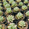 Graptoveria 'Bridgette'