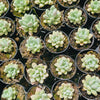 Graptoveria 'Bridgette'