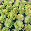 Aeonium aizoon