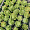 Aeonium aizoon