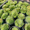 Aeonium aizoon