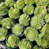 Aeonium aizoon