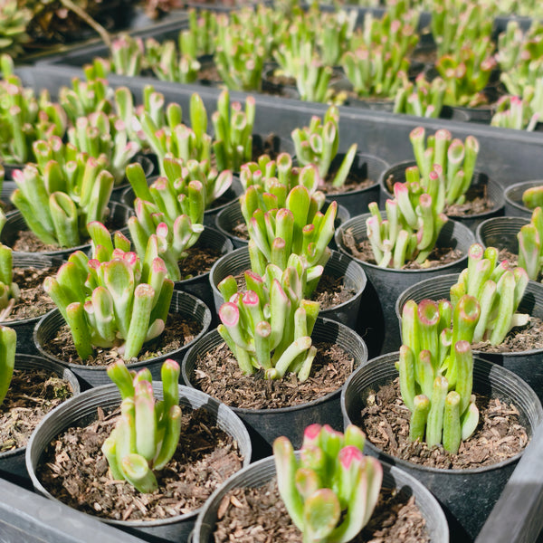 Crassula ovata 'Gollum' variegated – LET LOVE GROW (Succulent & Cactus)