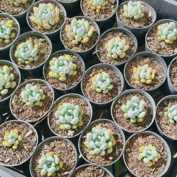 haggai succulent xPachyveria 'Clavifolia' (S) – LET LOVE GROW (Succulent & Cactus)