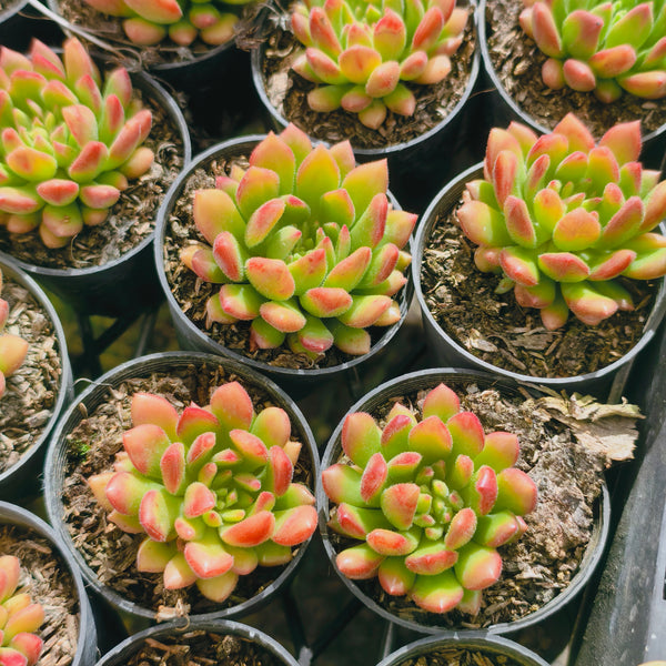 fantasia clair succulent Echeveria Fantasia Carol – LET LOVE GROW (Succulent & Cactus)