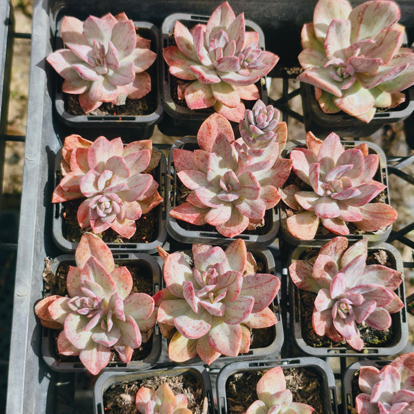 般若錦　Echeveria ‘Hannya’（반야금） Echeveria Hanaikada Mosaic Silk Variegated – LET LOVE GROW