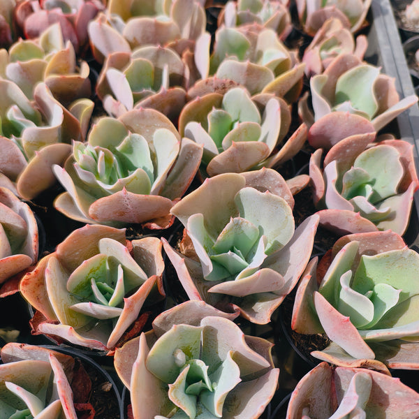 paul bunyan succulent Echeveria gibbiflora 'Paul Bunyan' (NO Bump)(Young plant) – LET LOVE GROW ( Succulent & Cactus)
