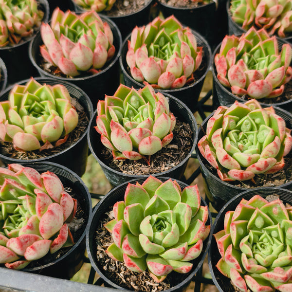 PACK of 10 PLANTS] x Echeveria Longissima x Raindrops – LET LOVE